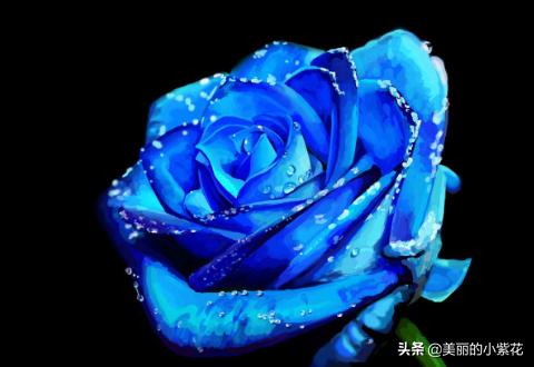 玫瑰花蓝色妖姬花语（玫瑰花蓝色妖姬多少钱一朵）