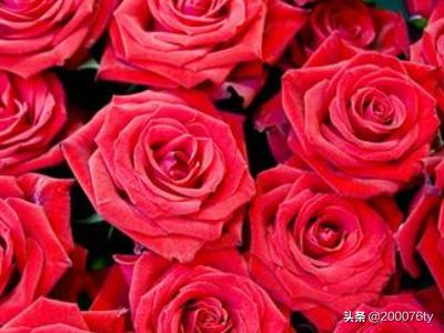 古人赞美玫瑰花的诗句（古人赞美玫瑰花的诗句和翻译）