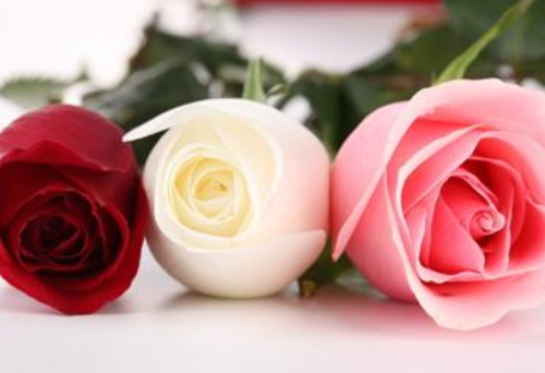 玫瑰花12朵代表什么意义（12朵玫瑰花什么意思）