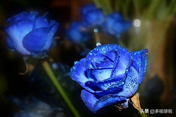 蓝色妖姬玫瑰花语（蓝色妖姬的花语是什么意思）