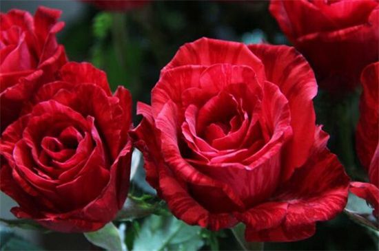 16朵玫瑰花语每朵代表什么（16朵玫瑰代表什么爱情暗示）