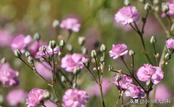 红色满天星花语是什么（满天星红色的花语是什么）