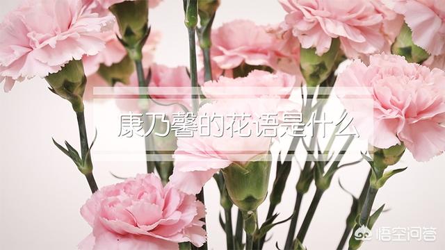 康乃馨的花语是什么（玫瑰花和康乃馨的花语是什么）
