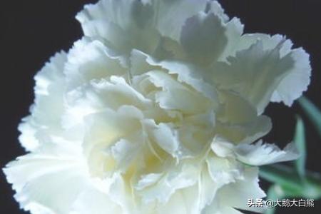 花语康乃馨代表什么（花语康乃馨代表什么意思）