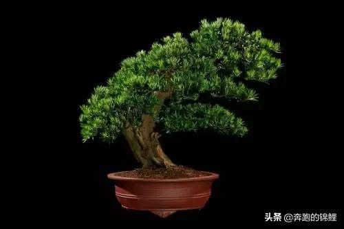 罗汉松树图片（罗汉松树苗多少钱一棵）