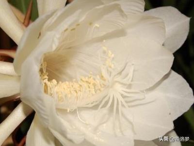 完全不需要阳光的花（完全不需要阳光的花室外能养吗）