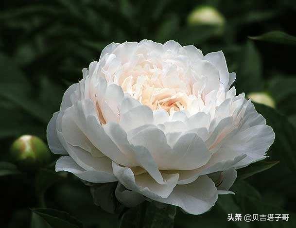 芍药长什么样子（芍药长什么样子简笔画）