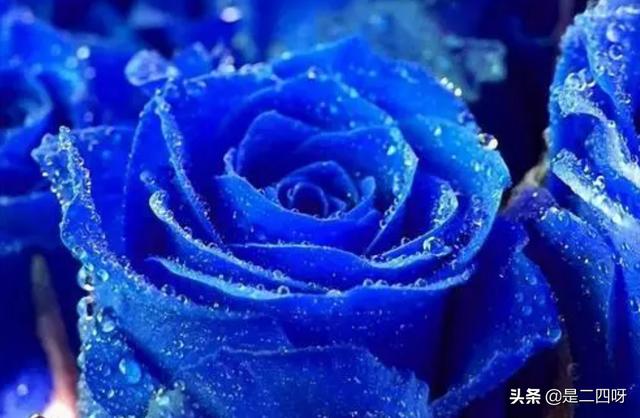 蓝色的玫瑰花图片（蓝色的玫瑰花图片大全）