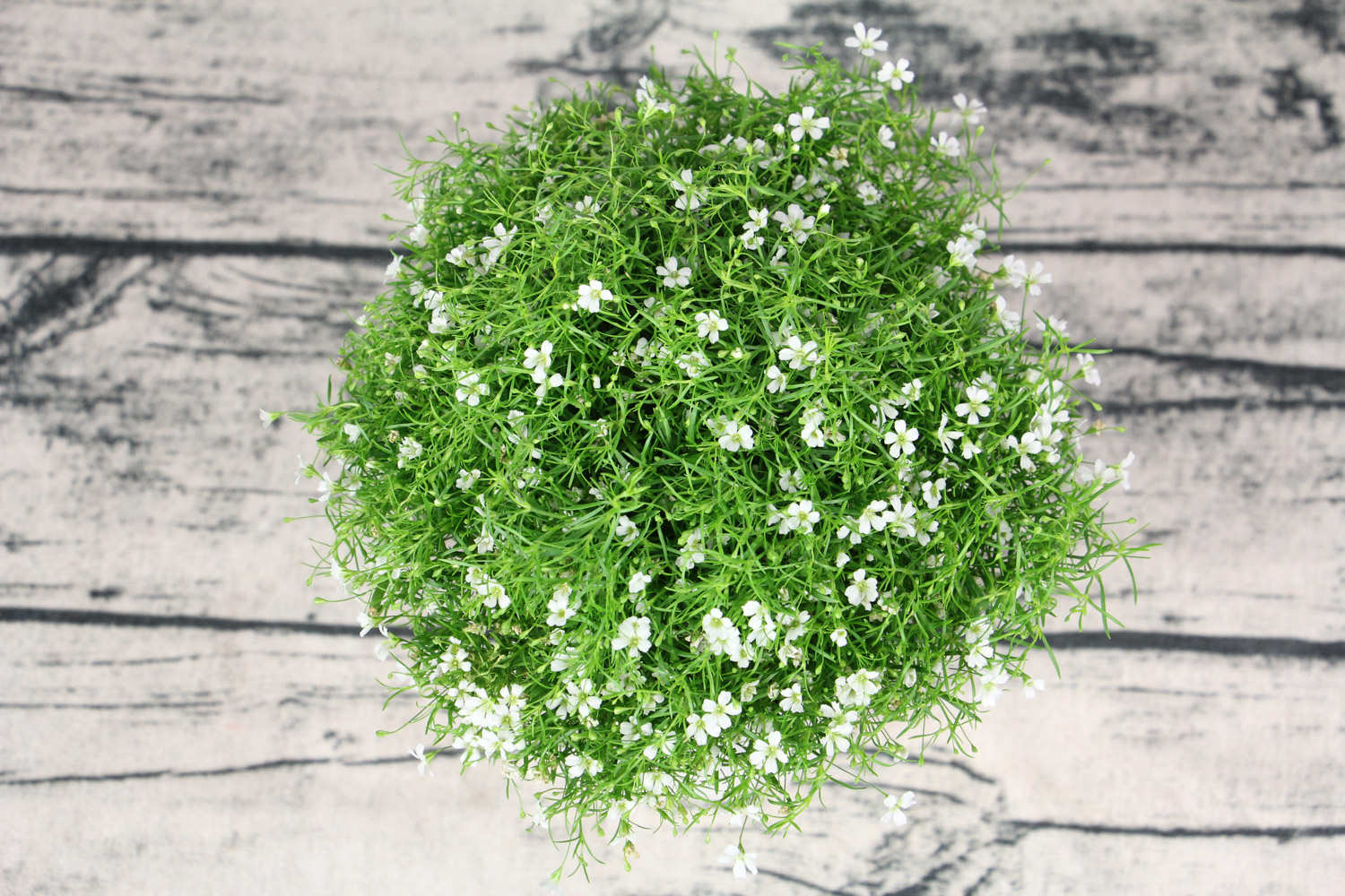 满天星的种植方法（绿植满天星的种植方法）