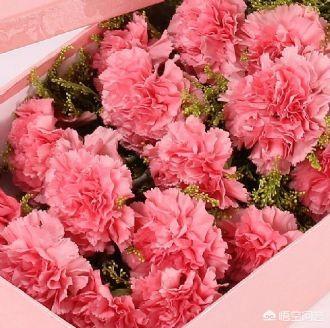 康乃馨几朵代表什么意思（康乃馨的朵数寓意）