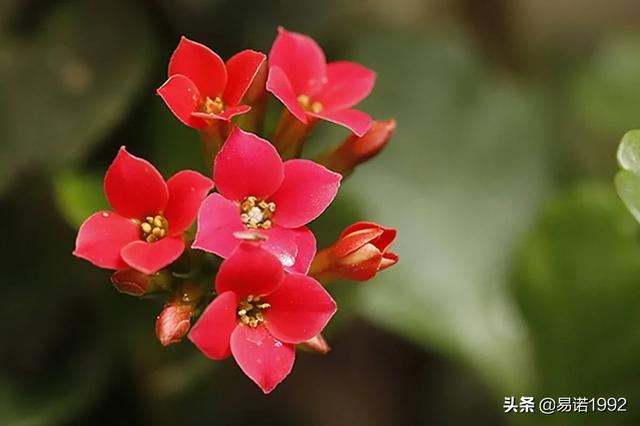什么花适合放在卧室（什么花适合放在卧室养）
