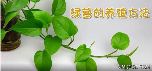 绿萝养殖方法和注意事项和技巧