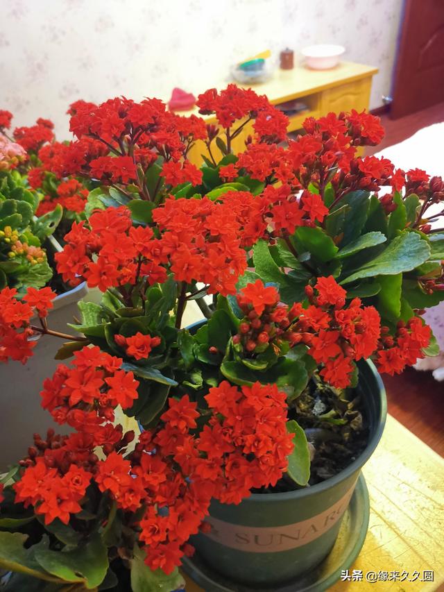 花 图片（花图片大全 最美）