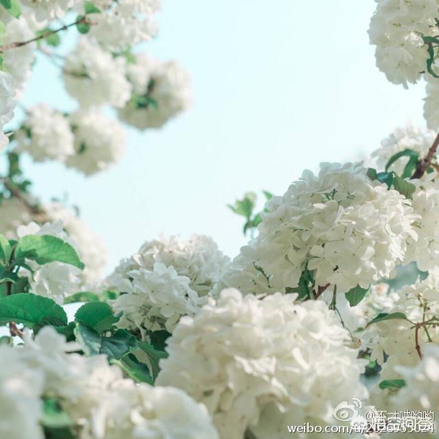 最新最美鲜花图片大全高清（天龙八部如封似闭是哪个门派的技能）