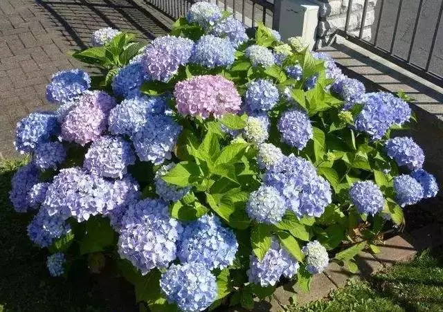 绣球花的花朵蔫了怎么办（绣球花发蔫怎么办）