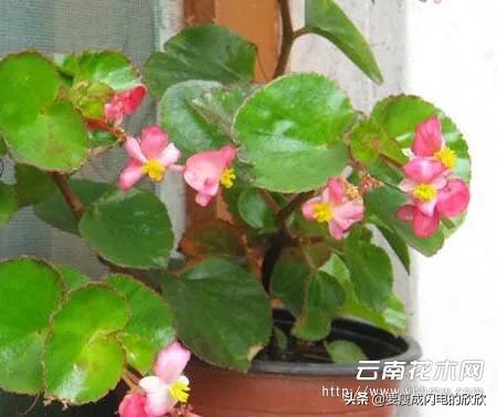 海棠花真实图片（海棠花图片、海棠花图片大全）