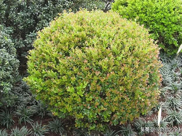 小叶黄杨树简介（小叶黄杨景观树）