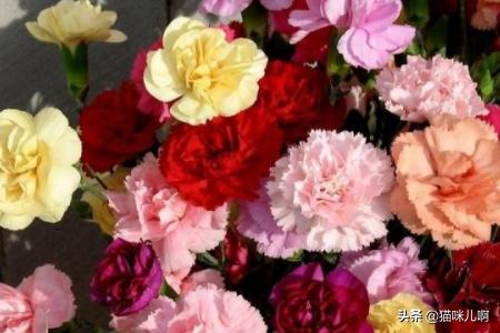 花店大量鲜花怎么保鲜（花店大量鲜花怎么保鲜存放）