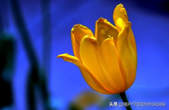 郁金香花花语和象征（郁金香的花语和象征是什么）
