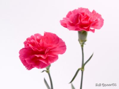 送给母亲节的鲜花（送给母亲节的鲜花图片）
