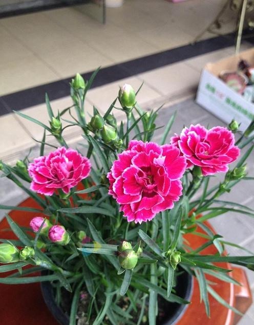 康乃馨花怎么养好（康乃馨花要怎么养）