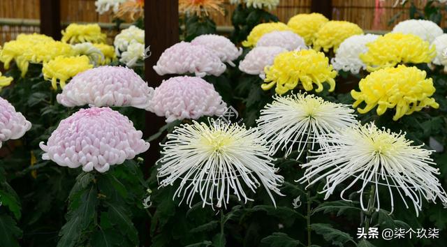 日本的国花是什么花（中国的国鸟,国花,国树）