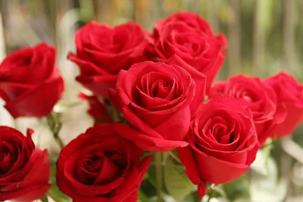 300朵玫瑰代表的含义（300朵玫瑰花语代表什么）