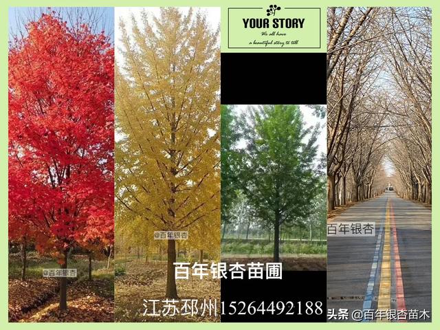 园林绿化树苗（园林绿化树苗批发）