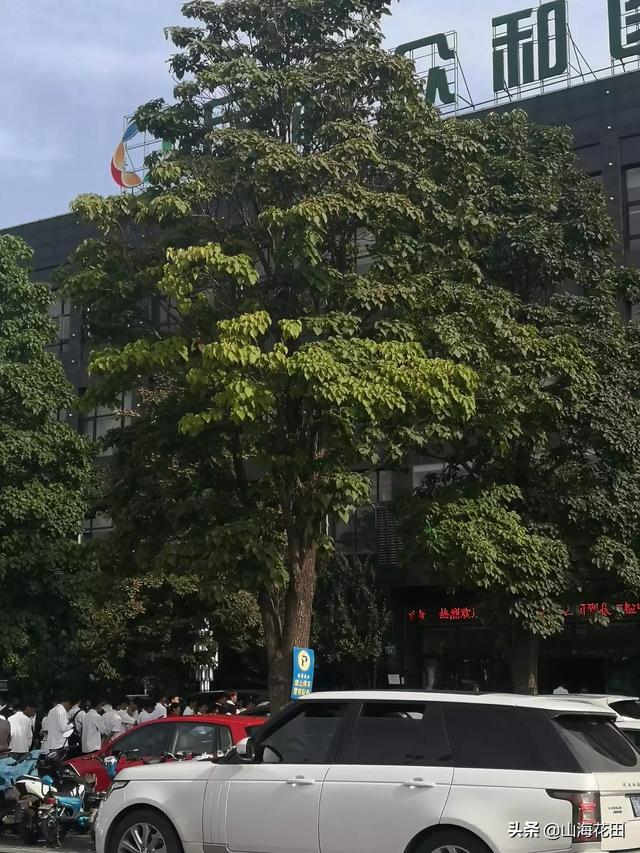 绿化苗木种类图片（绿化苗木种类图片高清）