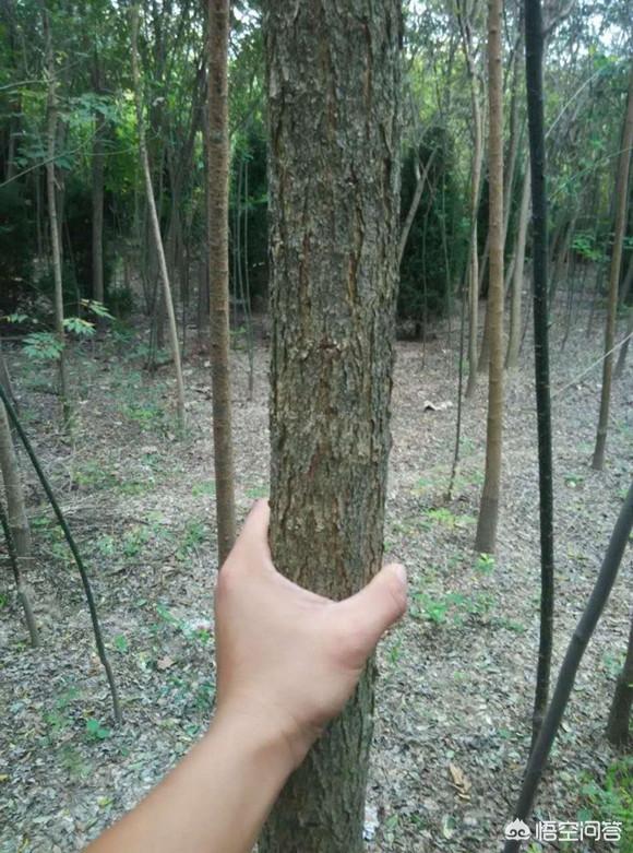 国槐和刺槐的区别
