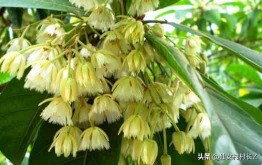 夏天开放的花有哪些十种（夏天开放的花有哪些图片常见的）