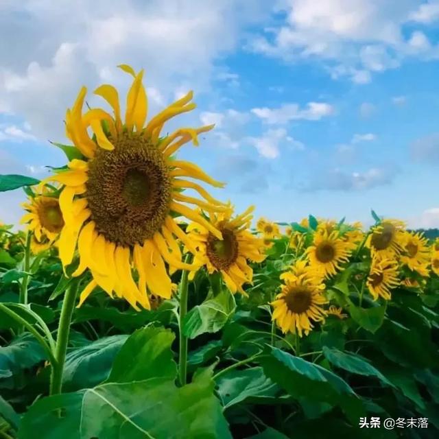 向日葵花语 入目无他人 四下皆是你