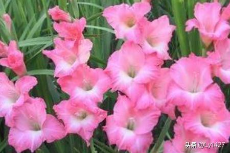 教师节送鲜花（教师节送鲜花好还是手工花好）