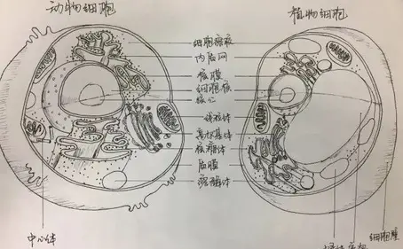 植物图片 手绘（植物图片手绘）