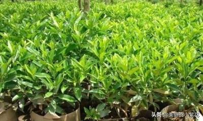非洲茉莉（非洲茉莉不进宅的原因）
