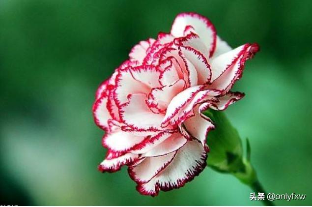 22朵康乃馨花语（20朵康乃馨的花语）