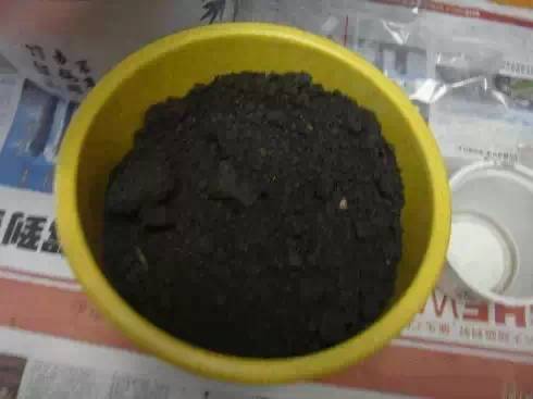 郁金香花怎么种