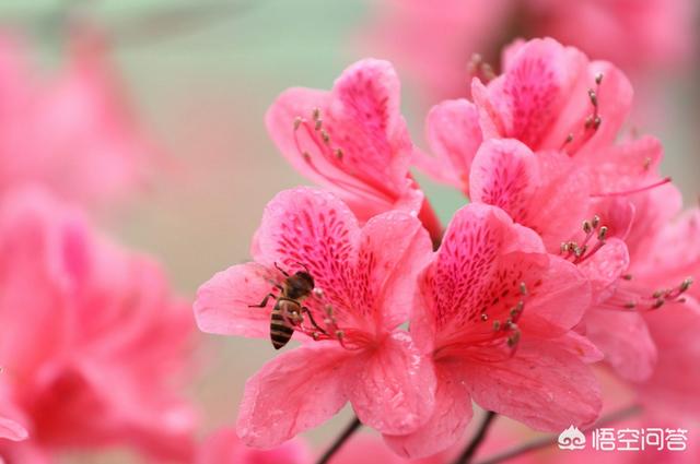 红玫瑰花语英文（红玫瑰花语英文版）