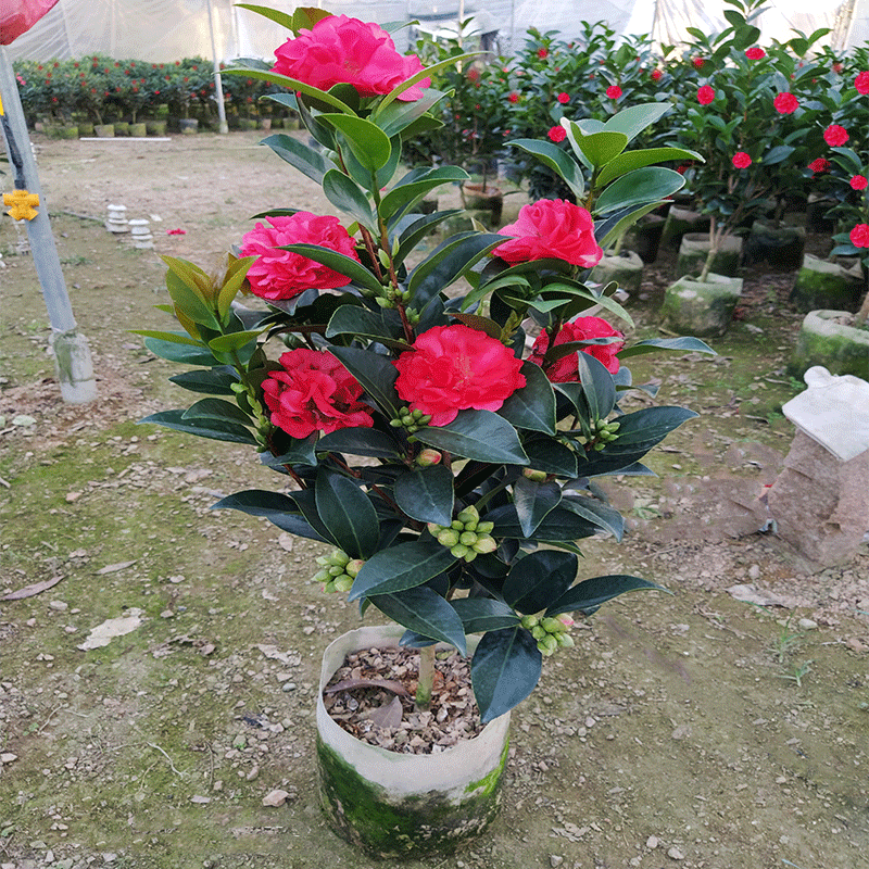 四季茶花（四季茶花叶子干枯掉落怎么办）