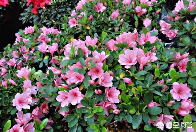 杜鹃花最怕三种肥料（杜鹃花要施什么肥料才能生长更旺）