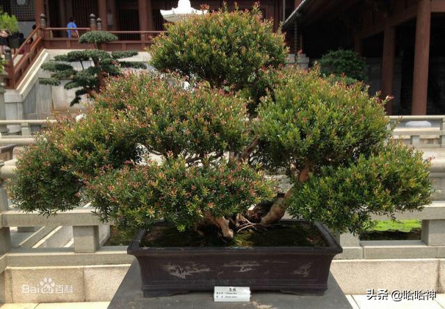 大叶黄杨枯萎病特效药（大叶黄杨枯萎病用什么药）