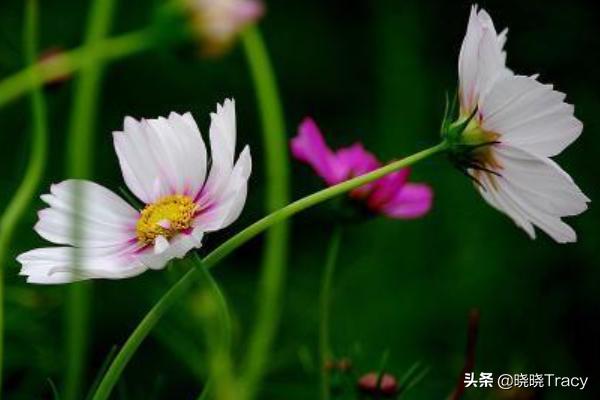 花束图片真实（父亲节花束图片真实）