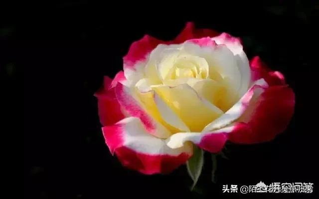 道歉送什么花最好（道歉送什么花束）