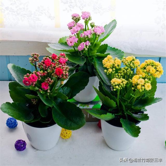 老人生日送什么花最好（老人生日送什么花最好包装图片）