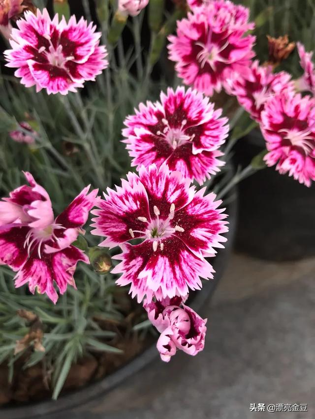 石竹花的花语和寓意（石竹花的花语和寓意和象征）