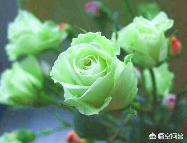 一支玫瑰花的价格（一支玫瑰花的价钱）