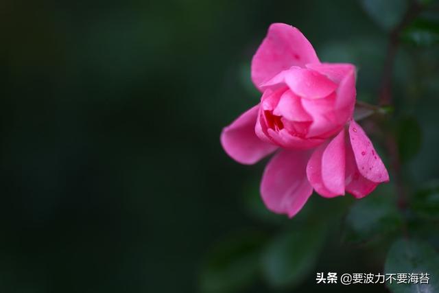 鲜花的种类（鲜花的品种有哪些）