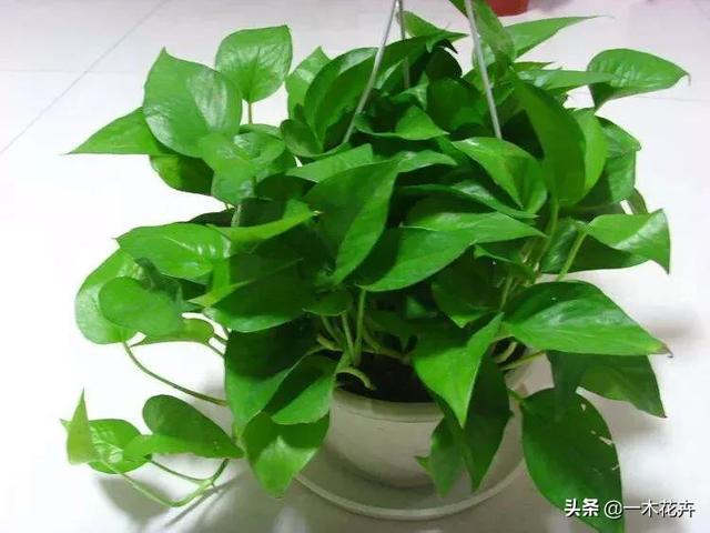 卧室放什么花最好健康（卧室放什么花最好健康图片）