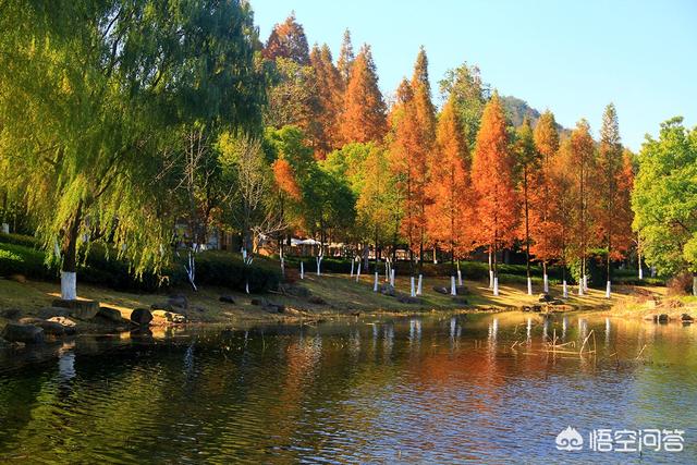 中国十大珍稀植物（中国十大珍稀植物简笔画）