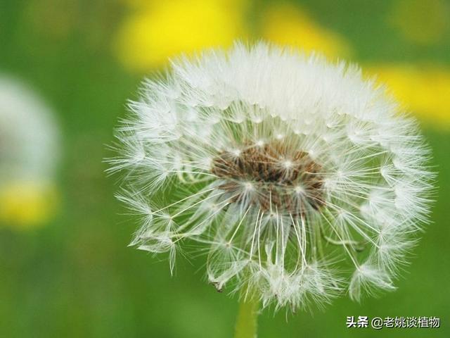 那些植物传播种子的方法都有什么